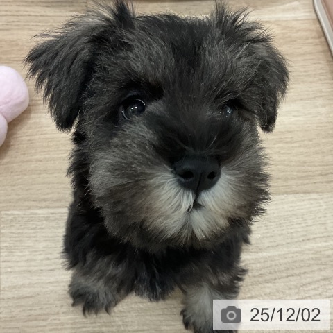 ミニチュア・シュナウザーの写真