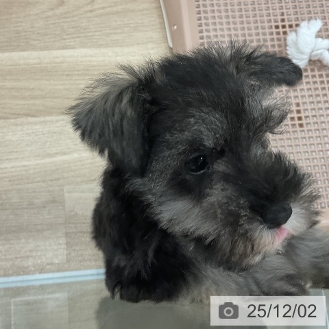 福岡県のミニチュアシュナウザー (ペットプラス 八幡東店/2025年9月24日生まれ/女の子/ソルトペッパー)の子犬の4枚目の画像