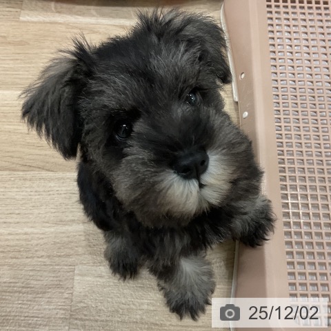 福岡県のミニチュアシュナウザー (ペットプラス 八幡東店/2025年9月24日生まれ/女の子/ソルトペッパー)の子犬の3枚目の画像