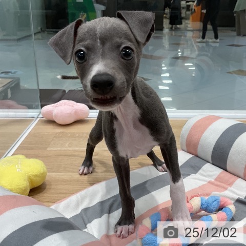 イタリアン・グレーハウンドの写真