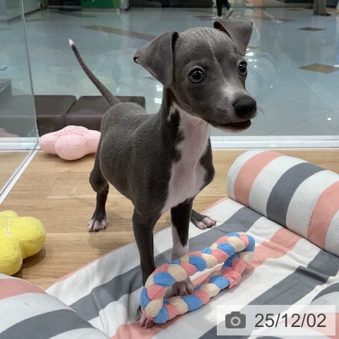 イタリアン・グレーハウンドの写真