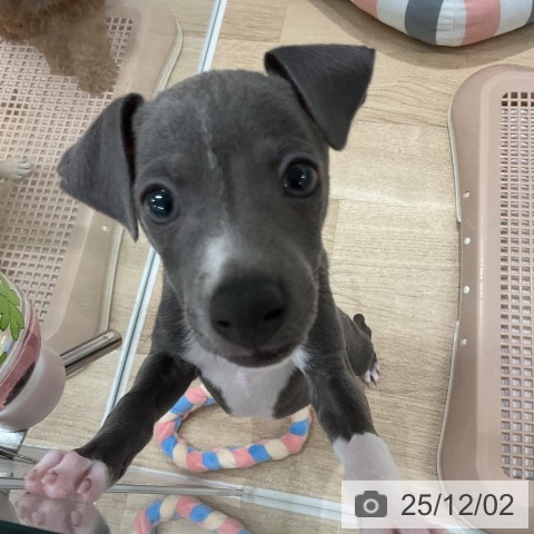 イタリアン・グレーハウンドの写真