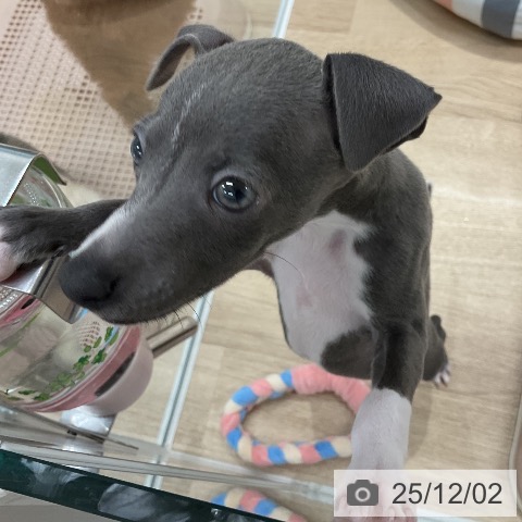 イタリアン・グレーハウンドの写真