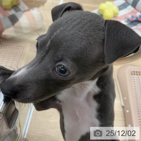 イタリアン・グレーハウンドの写真