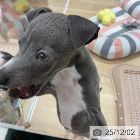 イタリアン・グレーハウンドの写真