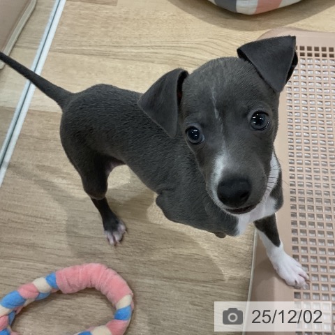 イタリアン・グレーハウンドの写真