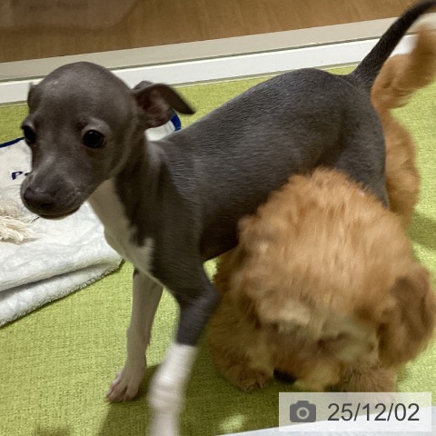 沖縄県のイタリアングレーハウンド (ペットプラス 沖縄ライカム店/2025年9月26日生まれ/女の子/ブルーホワイト)の子犬の4枚目の画像