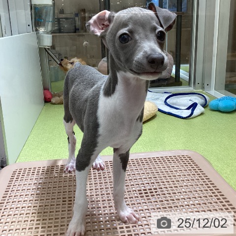 沖縄県のイタリアングレーハウンド (ペットプラス 沖縄ライカム店/2025年9月26日生まれ/女の子/ブルーホワイト)の子犬の3枚目の画像