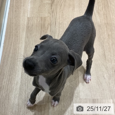 イタリアン・グレーハウンドの写真