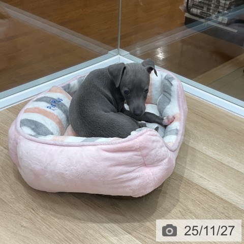 イタリアン・グレーハウンドの写真