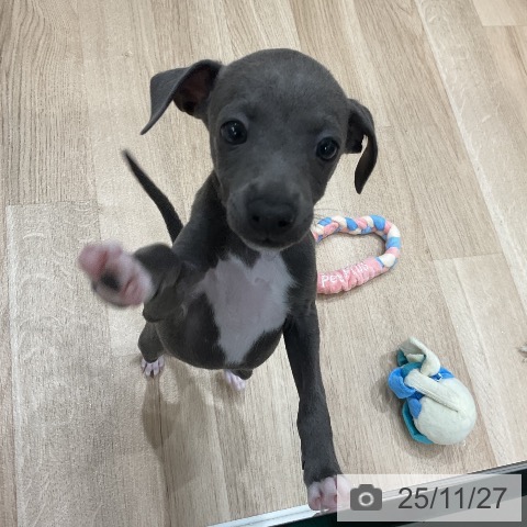 イタリアン・グレーハウンドの写真