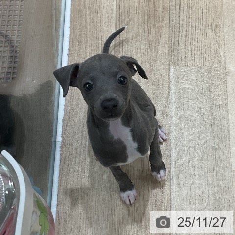 イタリアン・グレーハウンドの写真