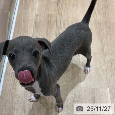 イタリアン・グレーハウンドの写真