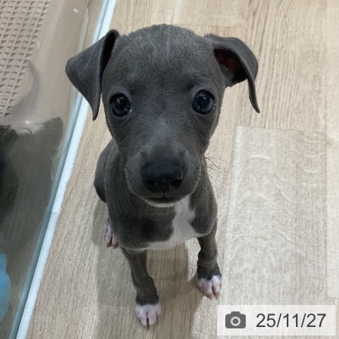 イタリアン・グレーハウンドの写真