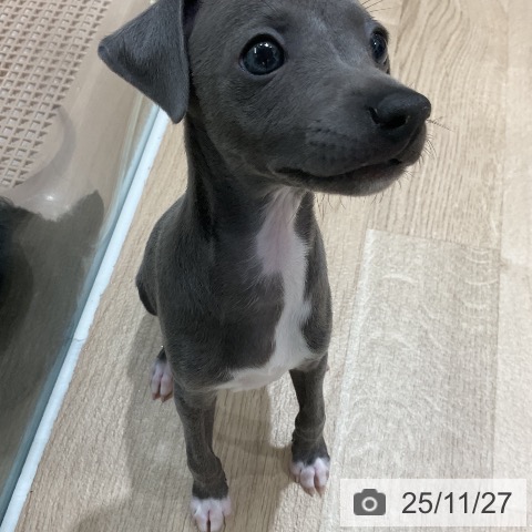 イタリアン・グレーハウンドの写真