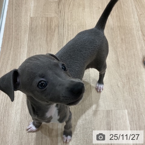 イタリアン・グレーハウンドの写真