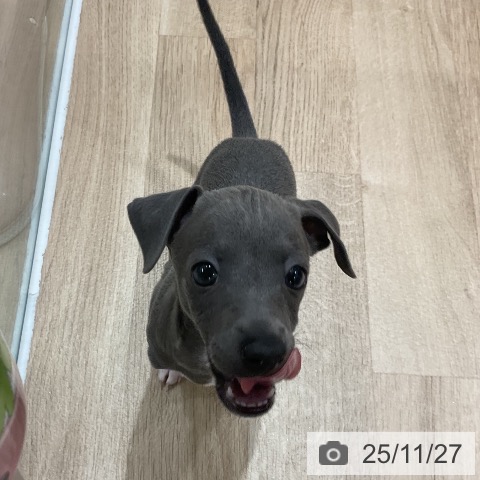 イタリアン・グレーハウンドの写真