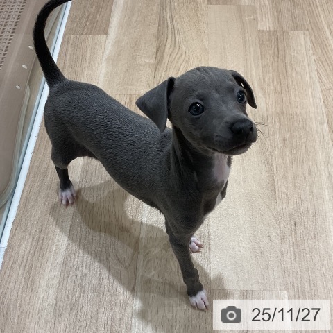 イタリアン・グレーハウンドの写真