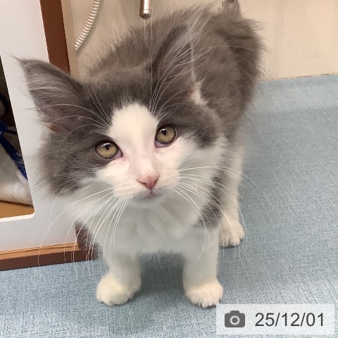 長崎県のノルウェージャンフォレストキャット (ペットプラス 長崎店/2025年9月15日生まれ/男の子/ブルーホワイト)の子猫の4枚目の画像