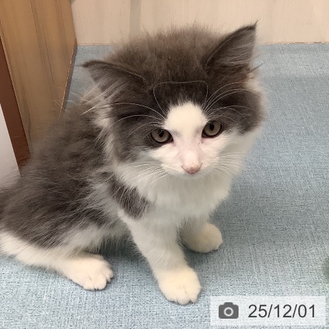 長崎県のノルウェージャンフォレストキャット (ペットプラス 長崎店/2025年9月15日生まれ/男の子/ブルーホワイト)の子猫の3枚目の画像