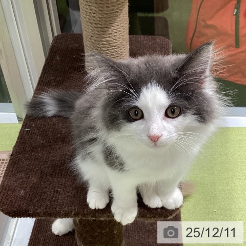 福岡県のノルウェージャンフォレストキャット (ペットプラス MARK IS 福岡ももち店/2025年9月15日生まれ/男の子/ブルーホワイト)の子猫の3枚目の画像