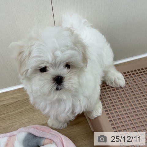 神奈川県のマルチーズ (ペットプラス アミーゴ藤沢店/2025年9月27日生まれ/男の子/ホワイト)の子犬の4枚目の画像