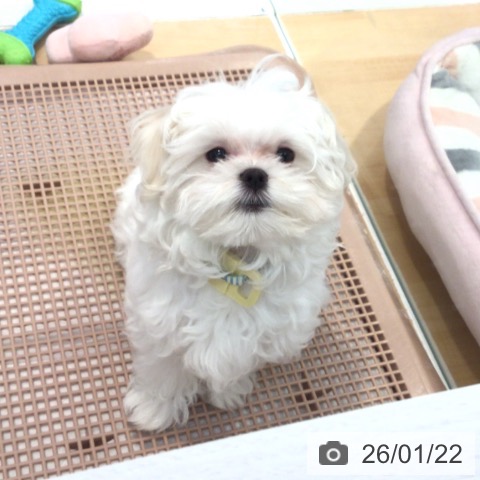 神奈川県のマルチーズ (ペットプラス 海老名店/2025年9月27日生まれ/男の子/ホワイト)の子犬の4枚目の画像