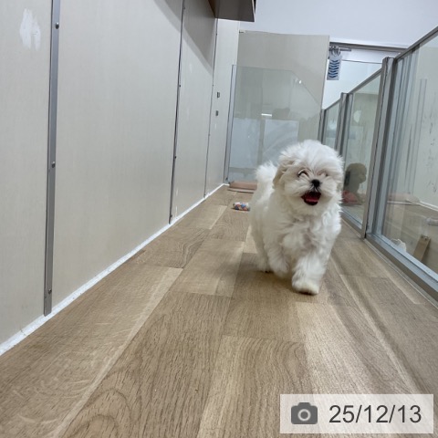 神奈川県のマルチーズ (ペットプラス アミーゴ藤沢店/2025年9月27日生まれ/男の子/ホワイト)の子犬の3枚目の画像