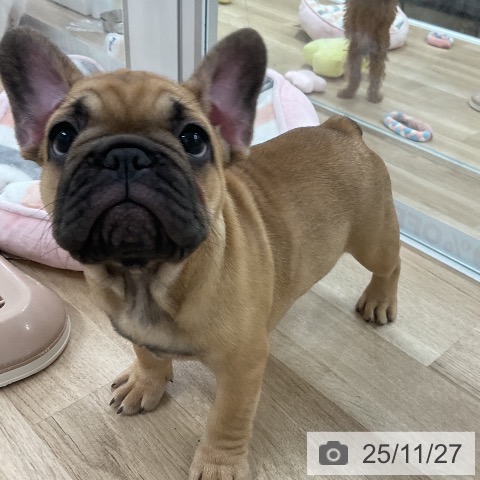 フレンチ・ブルドッグの写真