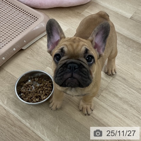 フレンチ・ブルドッグの写真