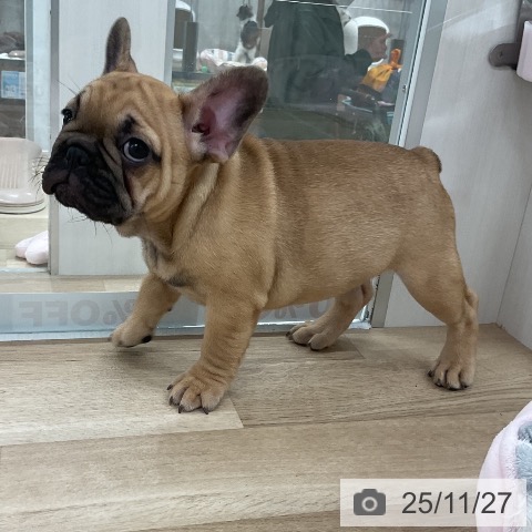 フレンチ・ブルドッグの写真