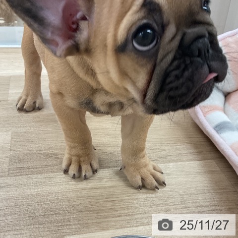 フレンチ・ブルドッグの写真
