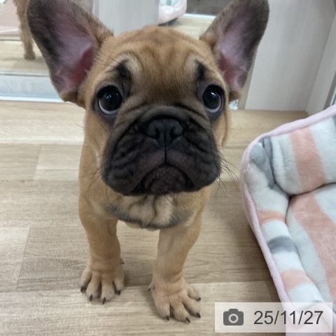 フレンチ・ブルドッグの写真