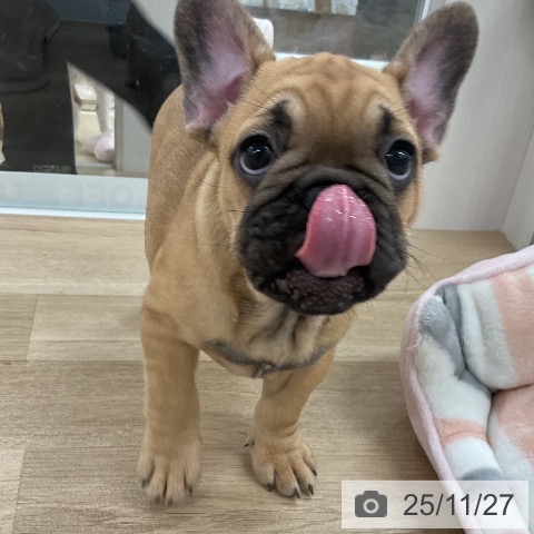フレンチ・ブルドッグの写真
