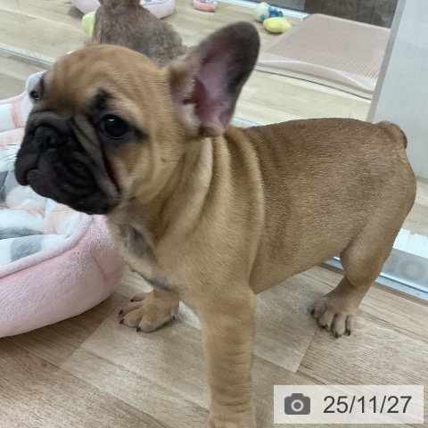 フレンチ・ブルドッグの写真