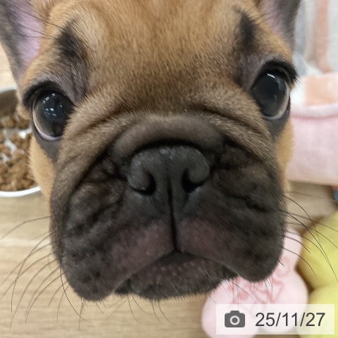 フレンチ・ブルドッグの写真