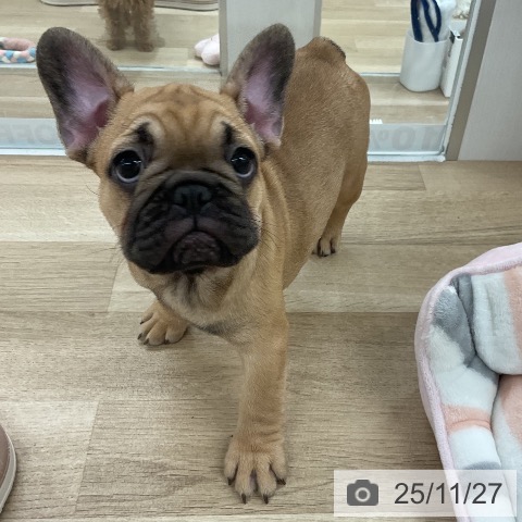 フレンチ・ブルドッグの写真