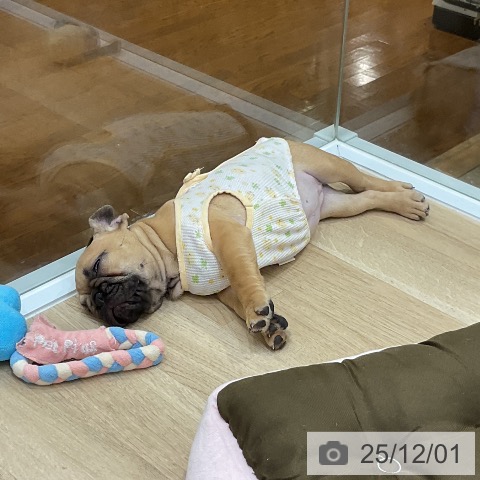 フレンチ・ブルドッグの写真