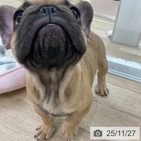 フレンチ・ブルドッグの写真