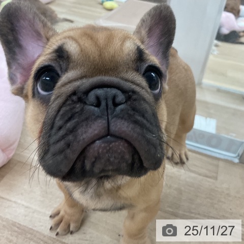 フレンチ・ブルドッグの写真