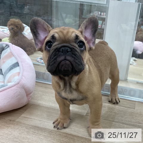 フレンチ・ブルドッグの写真