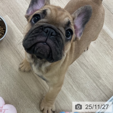 フレンチ・ブルドッグの写真