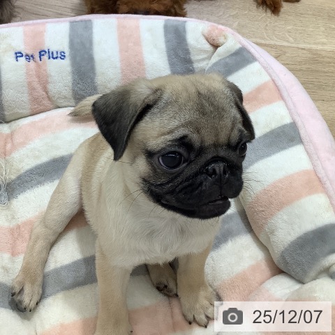 長野県のパグ (ペットプラス 長野店/2025年9月28日生まれ/男の子/フォーン)の子犬の3枚目の画像