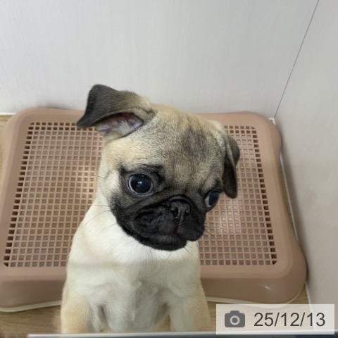 長野県のパグ (ペットプラス 長野店/2025年9月28日生まれ/男の子/フォーン)の子犬の4枚目の画像