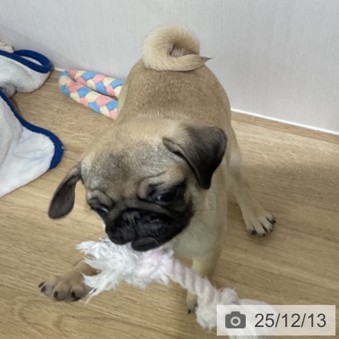 長野県のパグ (ペットプラス 長野店/2025年9月28日生まれ/男の子/フォーン)の子犬の3枚目の画像