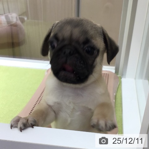 福岡県のパグ (ペットプラス 福岡店/2025年9月28日生まれ/男の子/フォーン)の子犬の4枚目の画像