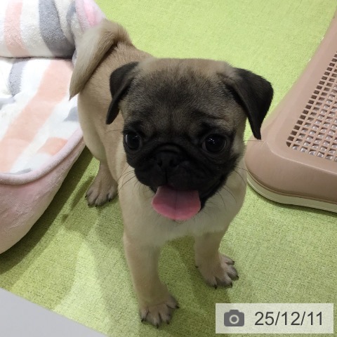 福岡県のパグ (ペットプラス 福岡店/2025年9月28日生まれ/男の子/フォーン)の子犬の3枚目の画像