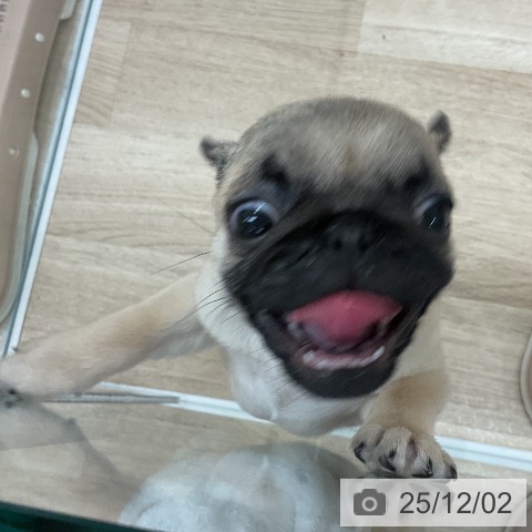 福岡県のパグ (ペットプラス 八幡東店/2025年9月28日生まれ/女の子/フォーン)の子犬の4枚目の画像