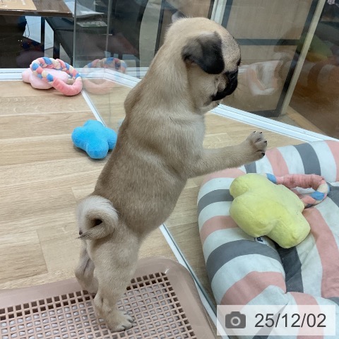 福岡県のパグ (ペットプラス 八幡東店/2025年9月28日生まれ/女の子/フォーン)の子犬の3枚目の画像