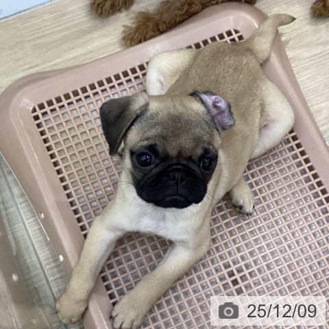 沖縄県のパグ (ペットプラス 沖縄ライカム店/2025年9月28日生まれ/女の子/フォーン)の子犬の4枚目の画像